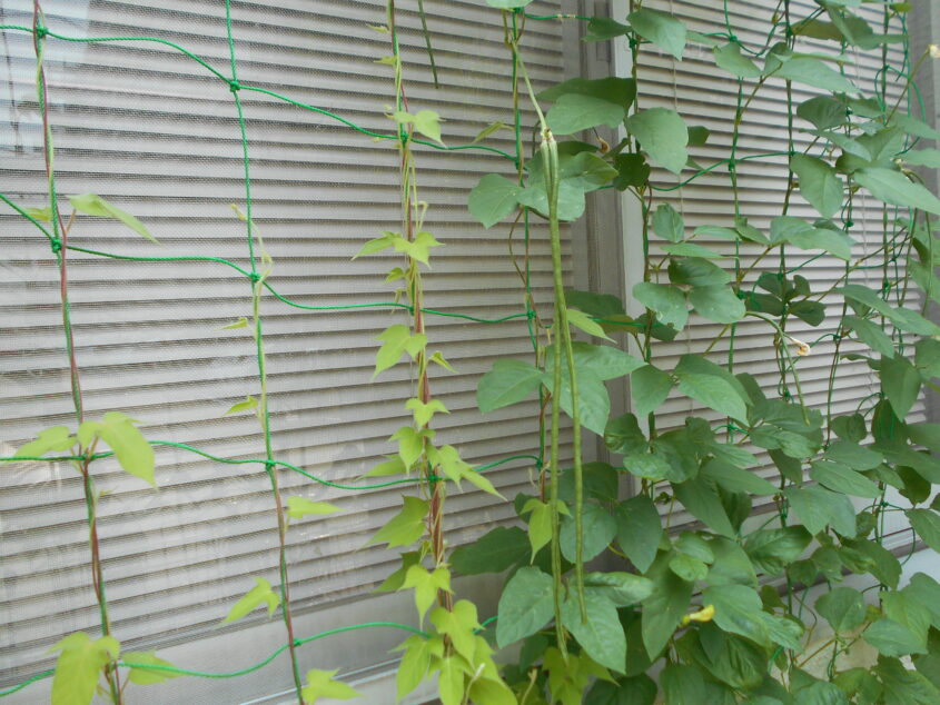 今月の「ささげ」「あさがお」(6月)のサムネイル画像